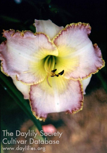Daylily Forsyth Classic Touch